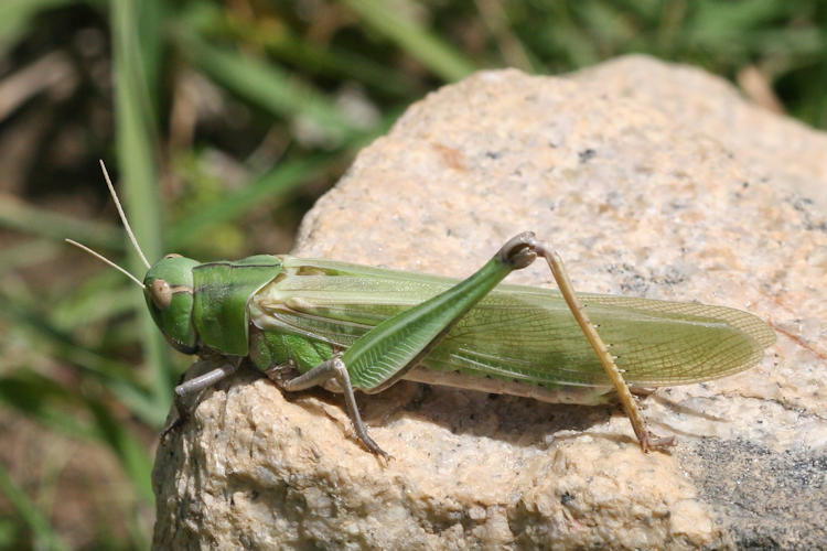 Locusta migratoria: Bild 1