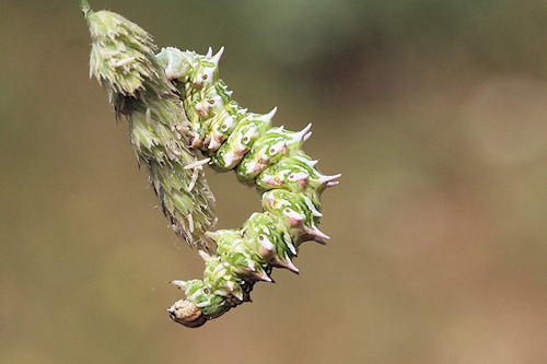 Apochima flabellaria: Bild 1