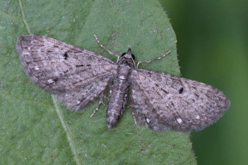 Eupithecia tripunctaria: Bild 1