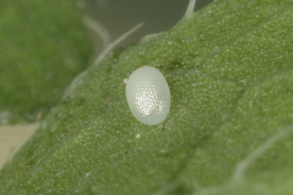 Eupithecia absinthiata: Bild 11
