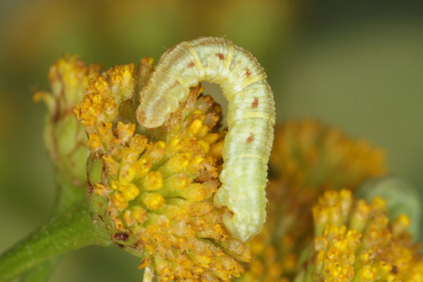 Eupithecia absinthiata: Bild 57