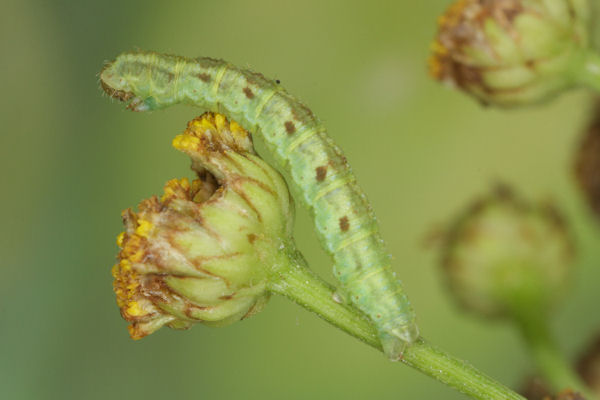 Eupithecia absinthiata: Bild 59