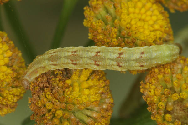 Eupithecia absinthiata: Bild 40