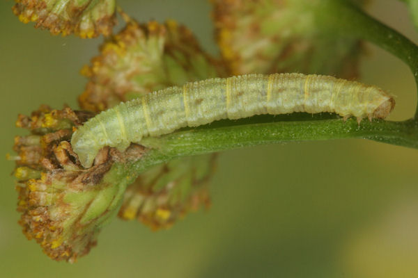 Eupithecia absinthiata: Bild 41