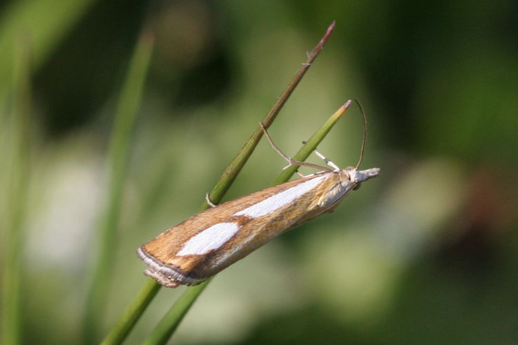 Catoptria pinella: Bild 1