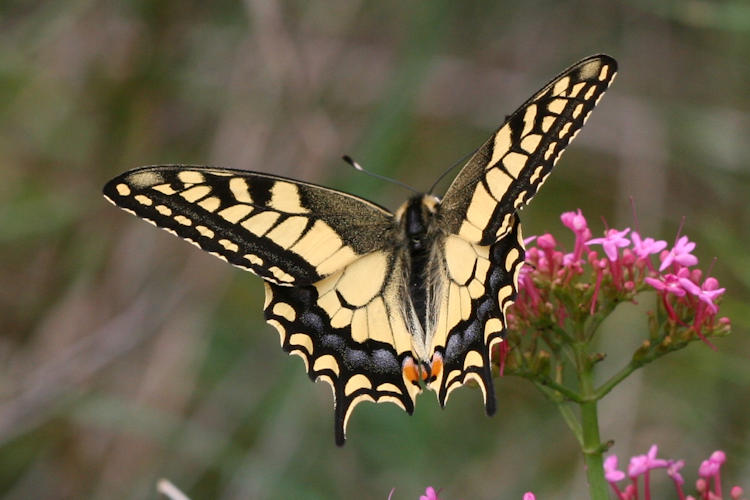 Papilio machaon: Bild 5