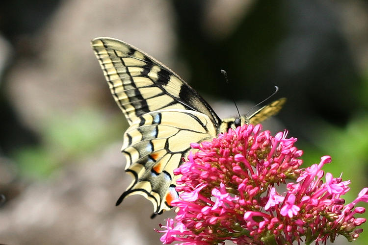 Papilio machaon: Bild 12