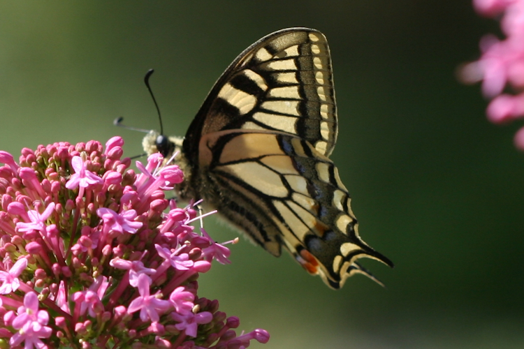 Papilio machaon: Bild 13