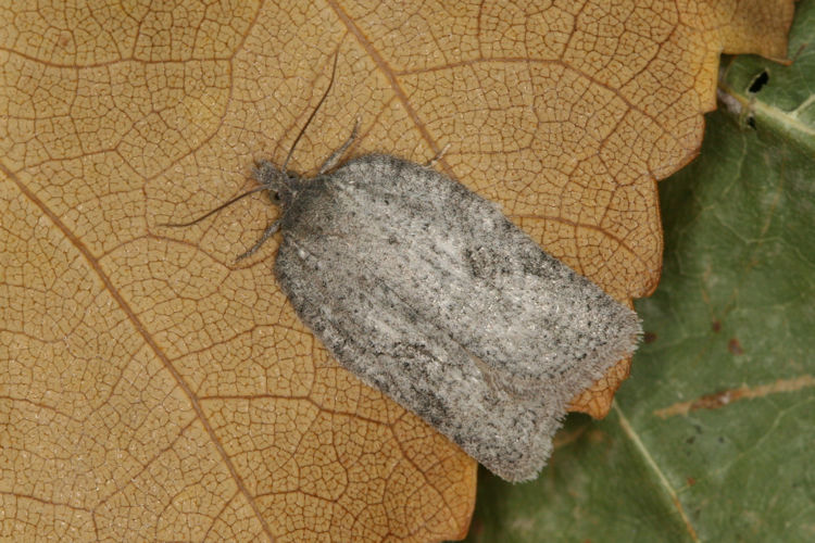 Acleris literana: Bild 3