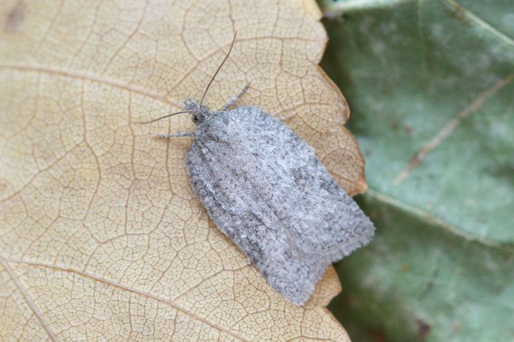 Acleris literana: Bild 4