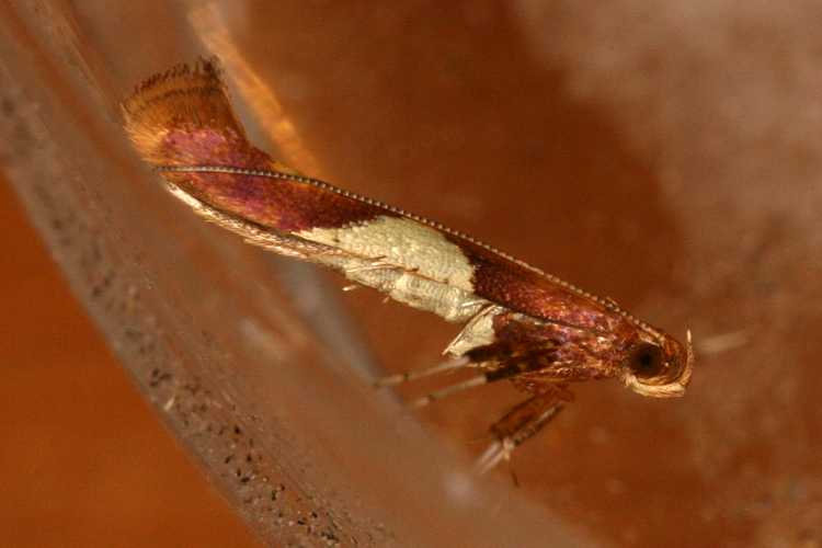 Caloptilia hauderi: Bild 2