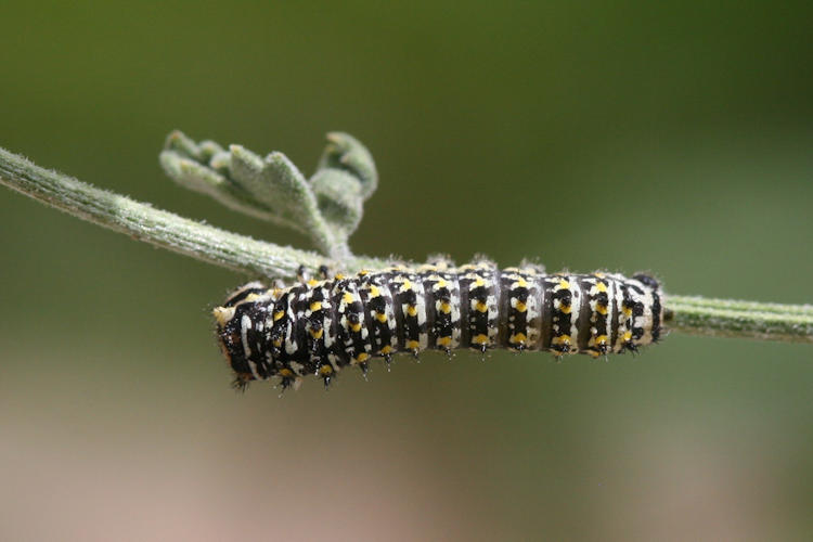 Papilio ladakensis: Bild 20