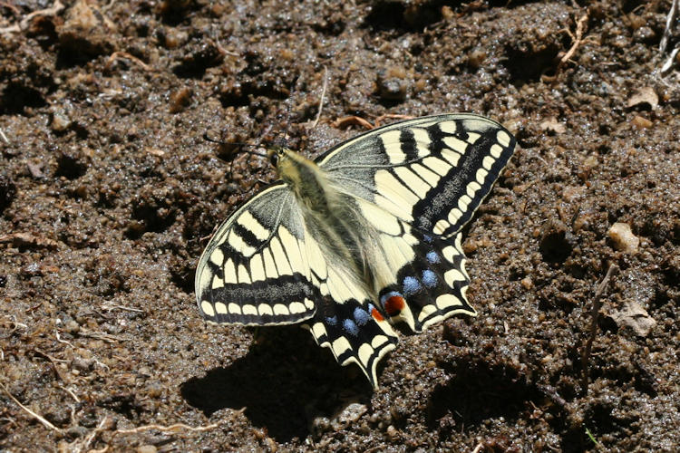 Papilio ladakensis: Bild 3