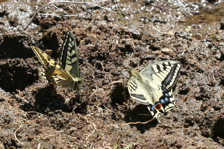 Papilio ladakensis: Bild 1