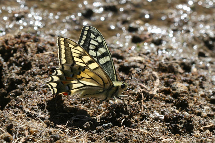 Papilio ladakensis: Bild 5