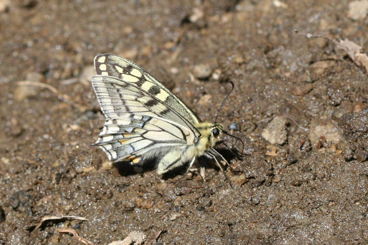 Papilio ladakensis: Bild 4