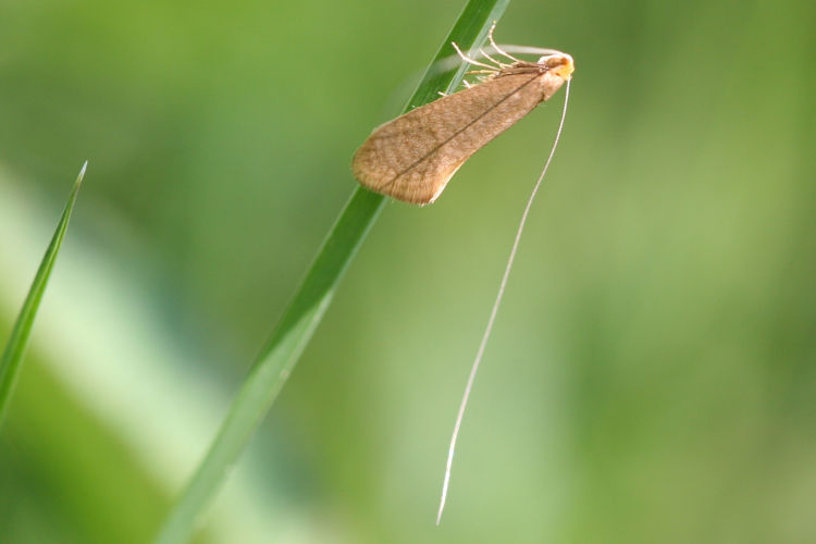 Nematopogon adansoniella: Bild 2