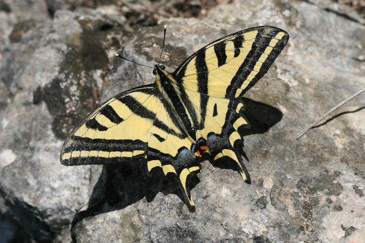 Papilio alexanor: Bild 10