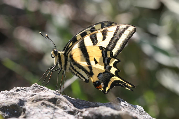 Papilio alexanor: Bild 11