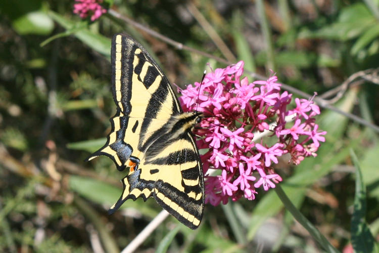 Papilio alexanor: Bild 4