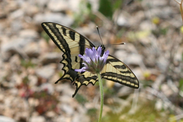 Papilio alexanor: Bild 12