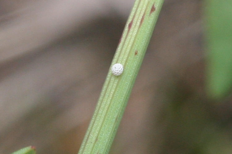 Lycaena alciphron gordius: Bild 3