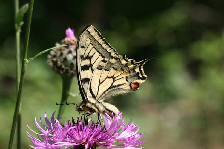 Papilio machaon: Bild 15
