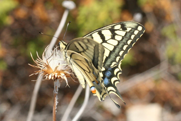 Papilio machaon syriacus: Bild 8