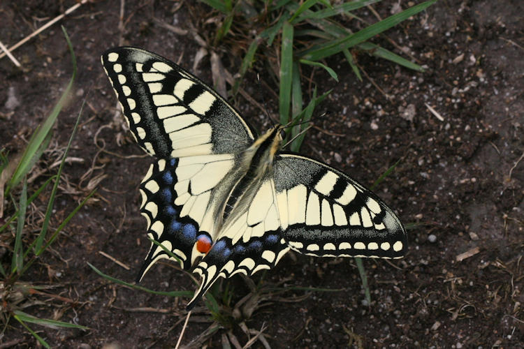 Papilio machaon: Bild 3