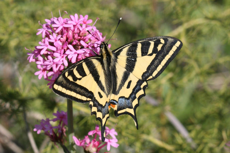 Papilio alexanor: Bild 9