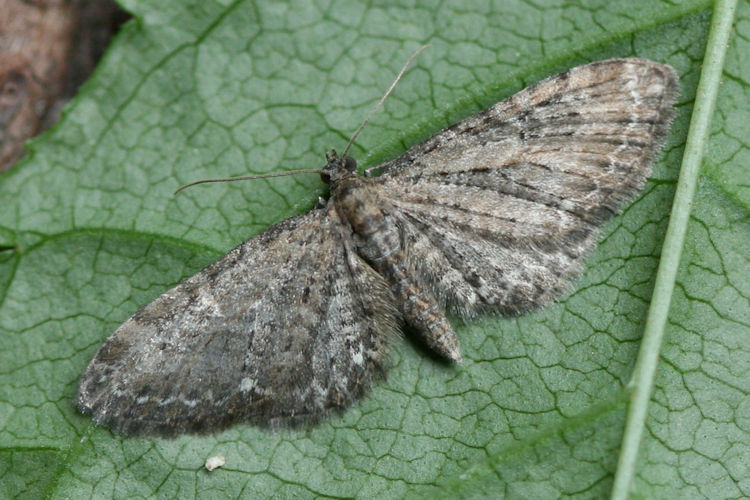 Eupithecia vulgata: Bild 14