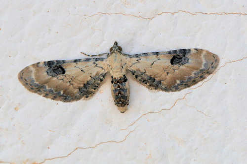 Eupithecia centaureata: Bild 3