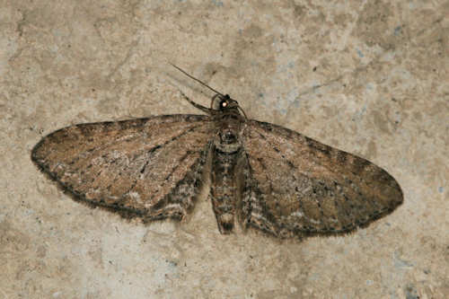 Eupithecia vulgata: Bild 15