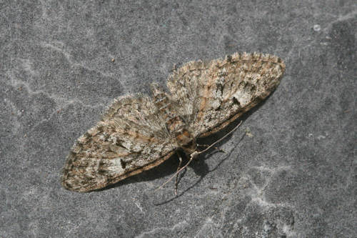 Eupithecia dodoneata: Bild 21