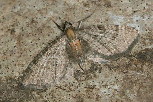 Eupithecia haworthiata: Bild 14