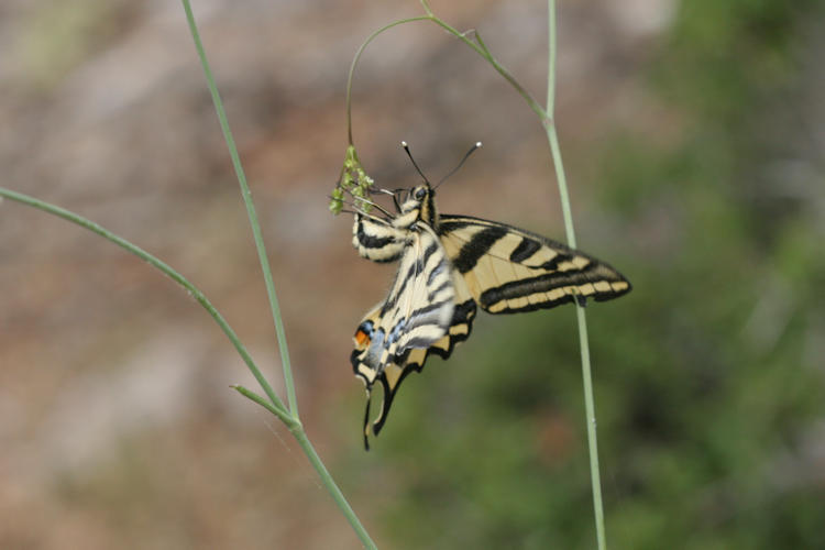 Papilio alexanor: Bild 13