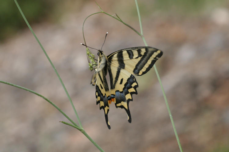 Papilio alexanor: Bild 14