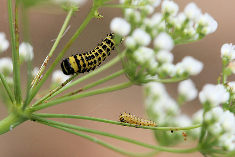 Papilio alexanor: Bild 6