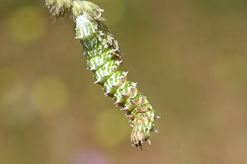 Apochima flabellaria: Bild 3
