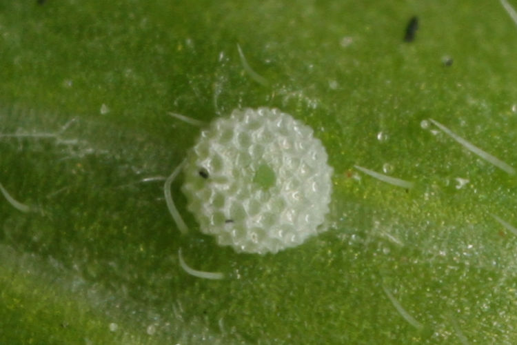 Cacyreus marshalli: Bild 1