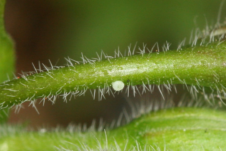 Cacyreus marshalli: Bild 3
