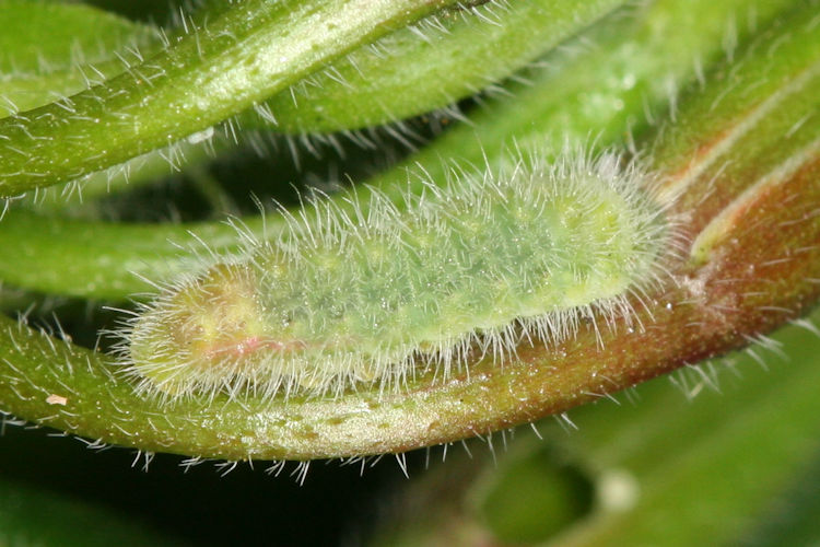 Cacyreus marshalli: Bild 4