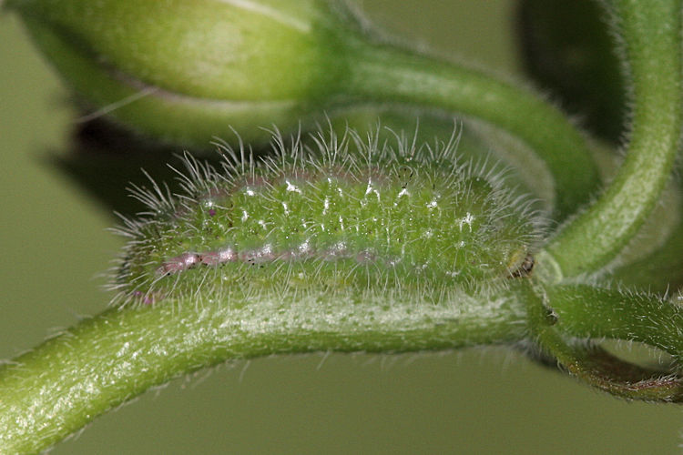 Cacyreus marshalli: Bild 11