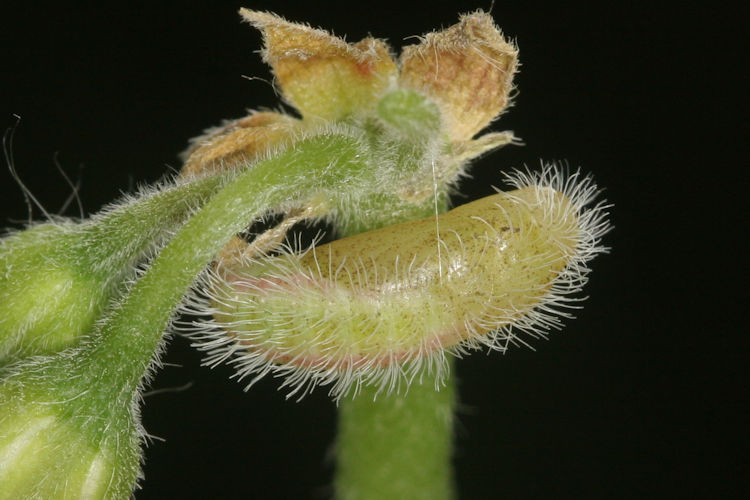 Cacyreus marshalli: Bild 12
