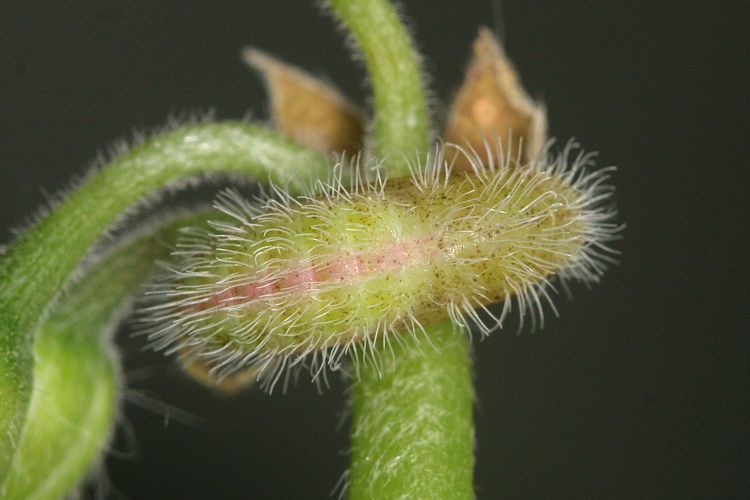 Cacyreus marshalli: Bild 15