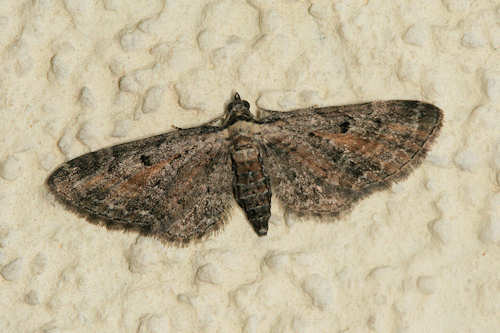 Eupithecia icterata: Bild 8