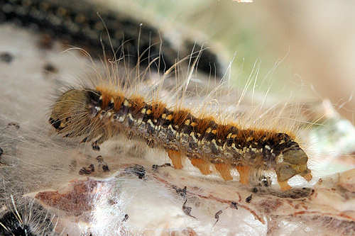 Eriogaster arbusculae: Bild 11