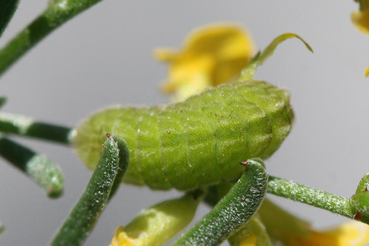 Callophrys rubi: Bild 6