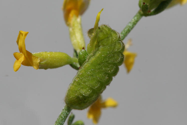 Callophrys rubi: Bild 8