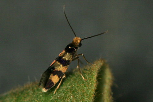 Micropterigidae indet.: Bild 4